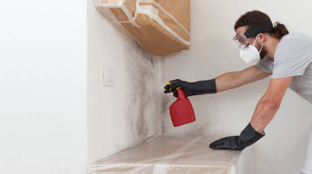 Professional Attic Mold Remediation technician working in Maple City, MI
