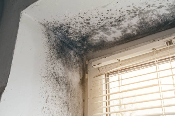 Affordable Attic Mold Remediation solutions in Maple City, MI